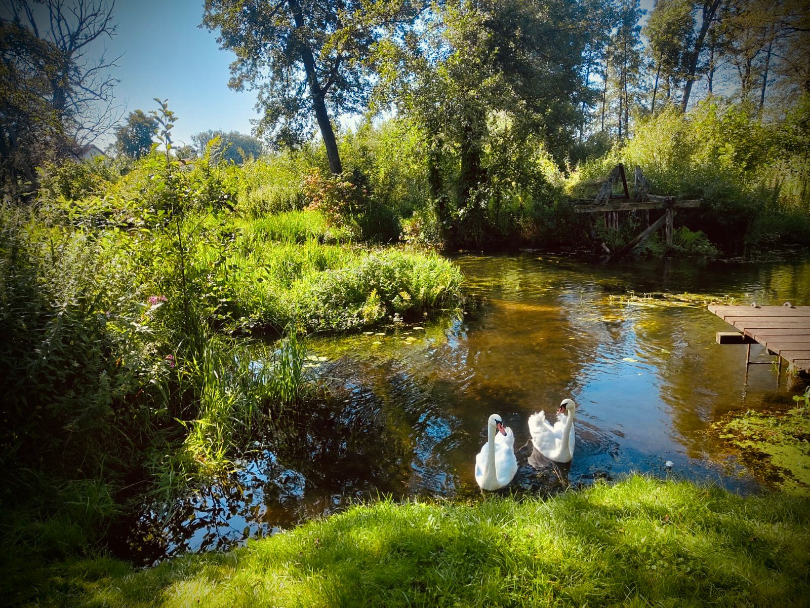 Łabędzie przy prywatnym pomoście nad wodą